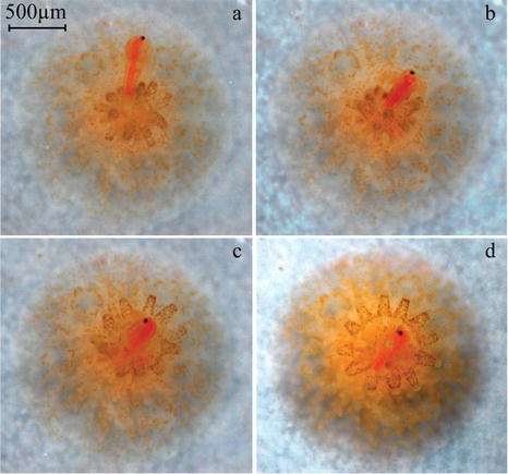 Stony corals catch zooplankton within days of settlement and metamorphosis