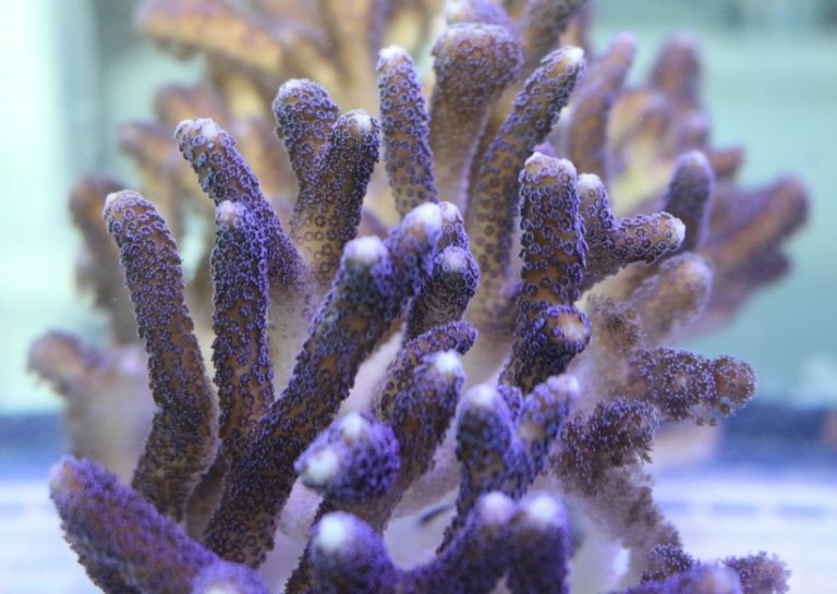 Stony corals secrete acid-rich proteins to produce skeleton