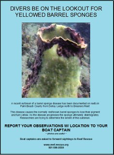 Strange sponge blight found from Palm Beach to the Florida Keys