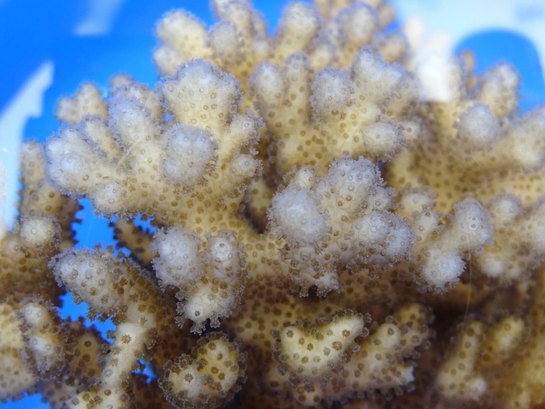 Stressing parent corals can produce stronger coral babies