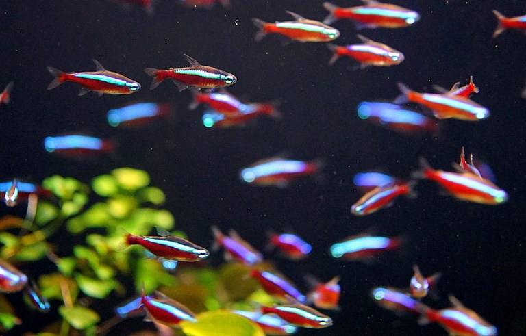 Study finds Amazonian fish are more sensitive to ammonia