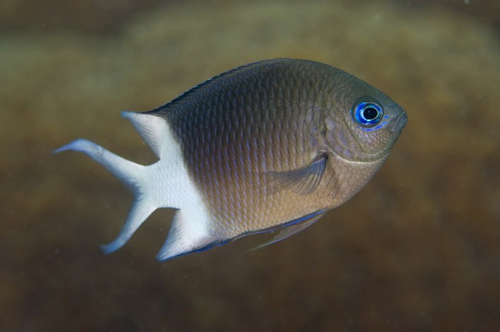 Reef fish can genetically adapt to environmental changes