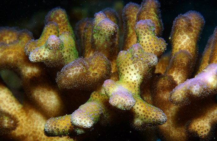 Study finds stony corals eat plastic!