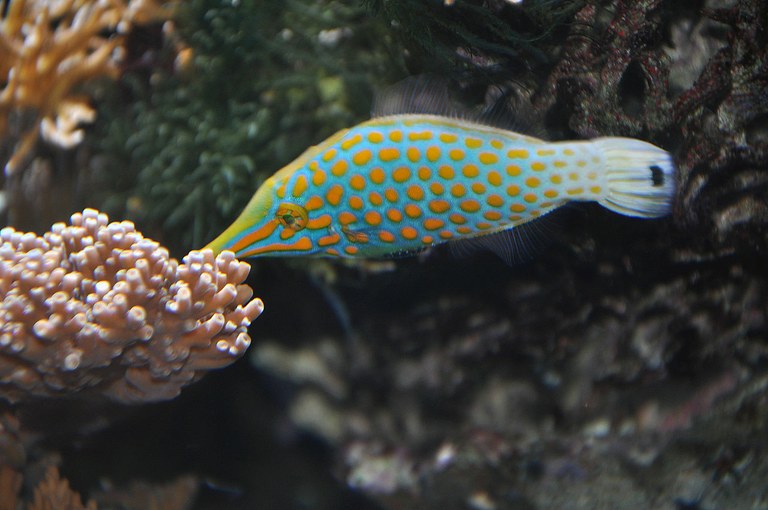 Study reveals orange-spotted filefish have VERY selective coral diet