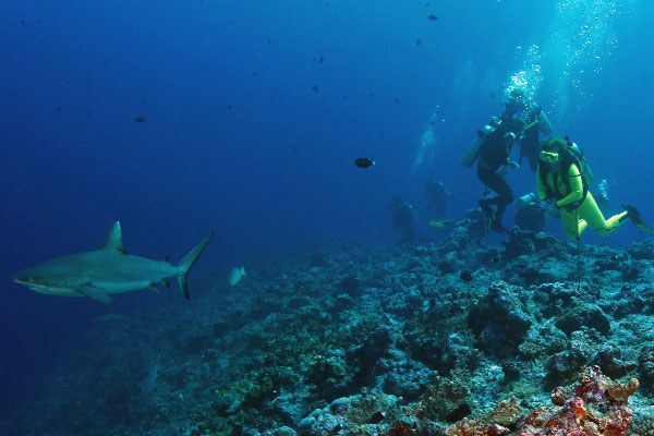 Study Suggests Overfishing of Sharks Is Harming Coral Reefs