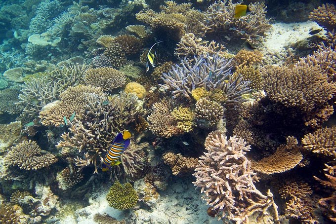 How acidification affects coral genes