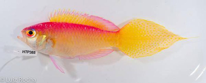 Stunning new deepwater reef fish