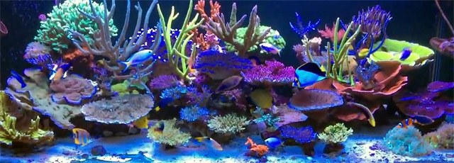 Stunning SPS + Angelfish + Butterfly Reef