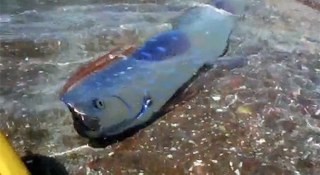 Supremely rare footage of oarfish swimming in the shallows