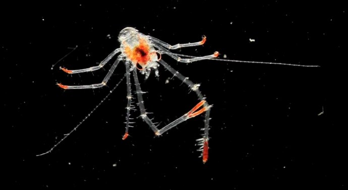 TED-ED Talk: The Secret Life of Plankton 