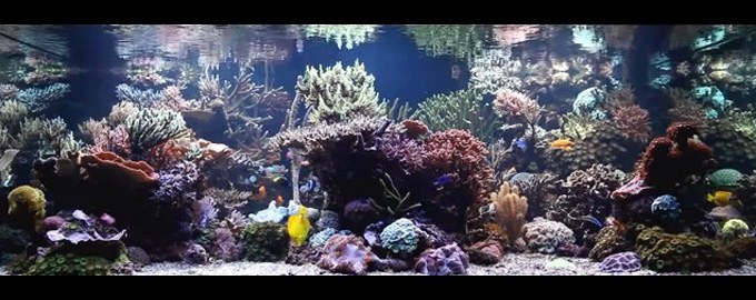 The alluring reef aquarium of Stuart Bertram 