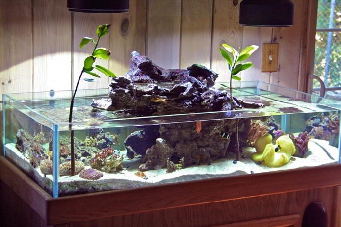 The Basin Tank Reef Aquarium of Kyle Verry