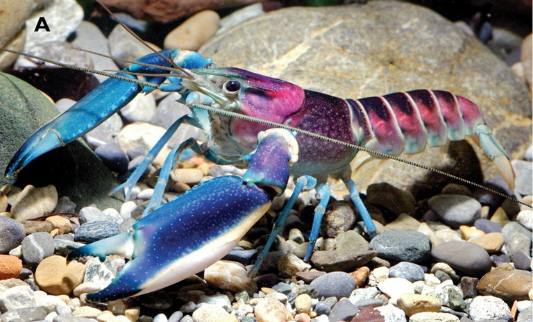 The Blue Moon crayfish finally has a name