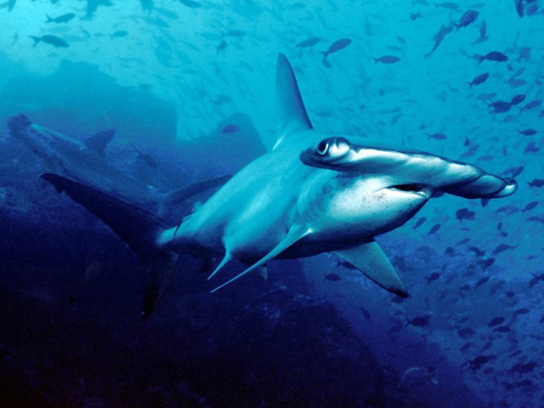 The Carolina hammerhead, a new species of shark