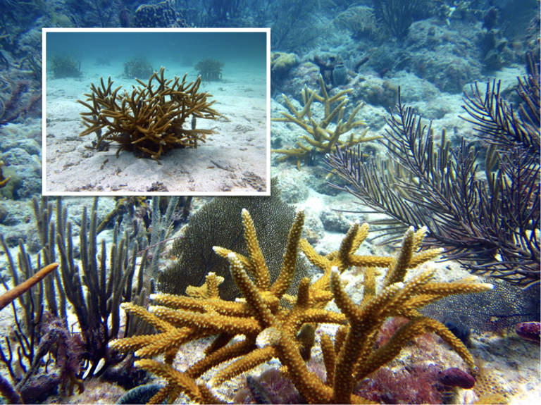 The data is in: Coral reef restoration via frag "gardening" works