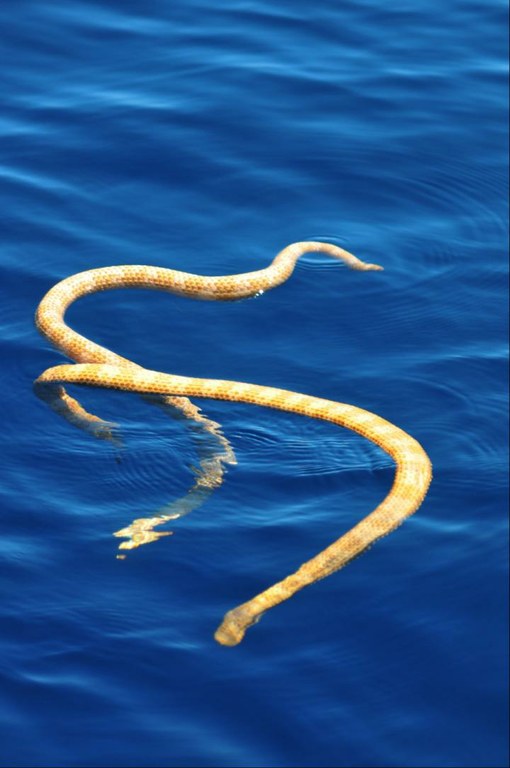 The death of this coral sea snake has been greatly exaggerated