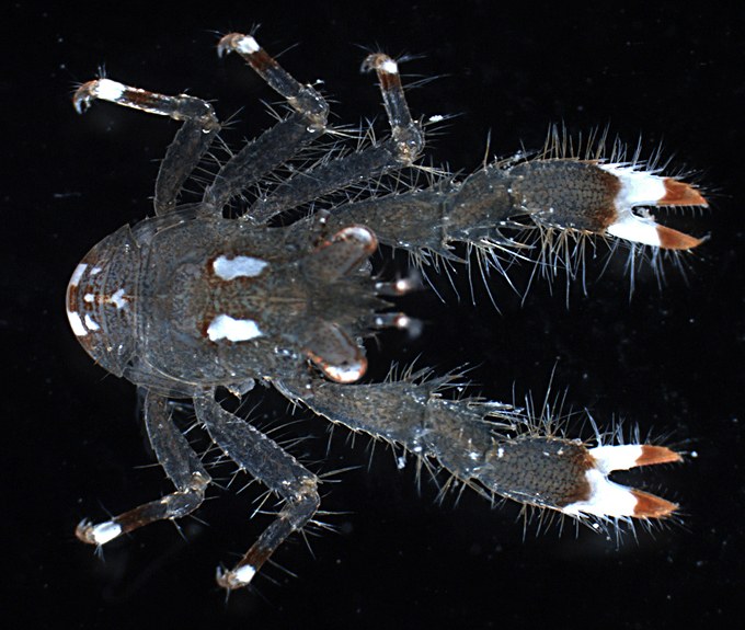  The discovery of a new genus of crustacean and five new species