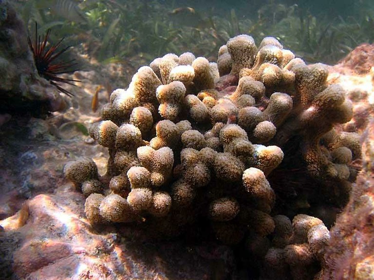 The effects of UV radiation on the health of Porites furcata
