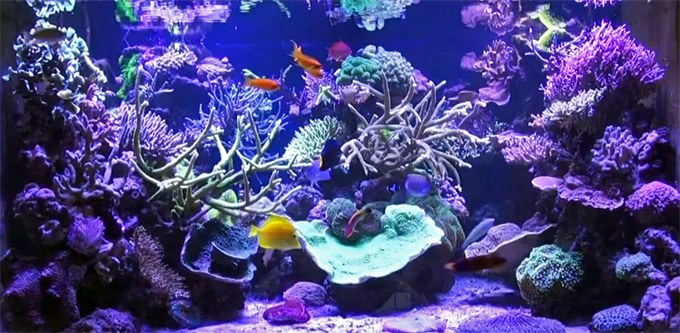 The Gilleleje (Denmark) In-wall Reef Aquarium 