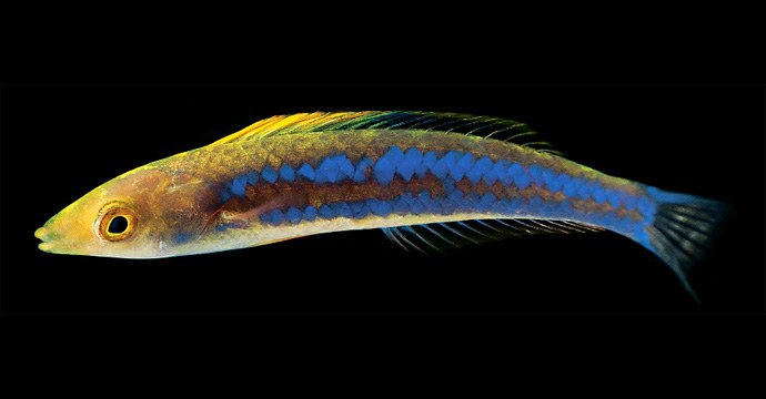 The (Greek) god of (pencil) wrasses