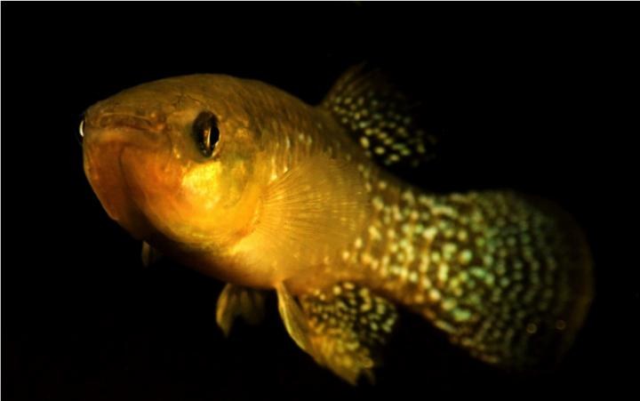 The hardiest fish in the world?