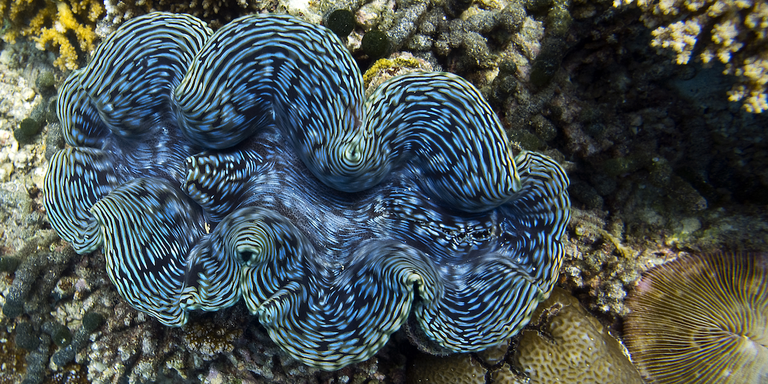 The iridescent spots found on giant clams inspire biofuel research