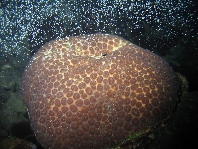 Millennial generation corals