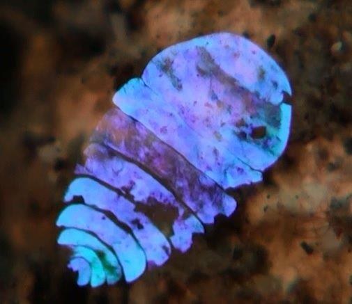 The most amazing and ridiculous copepod you have never seen