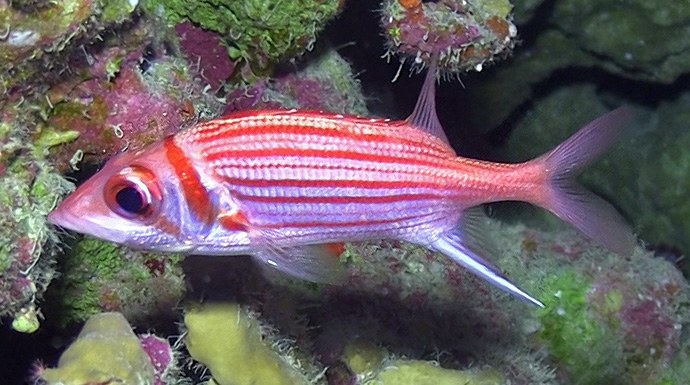 The newest squirrelfish, Neoniphon pencei