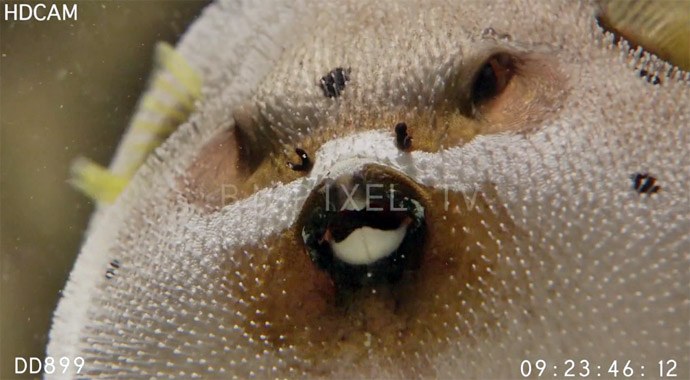 The puffiest pufferfish