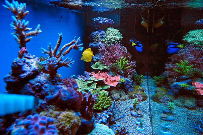 The reef aquarium of  Javier Núñez