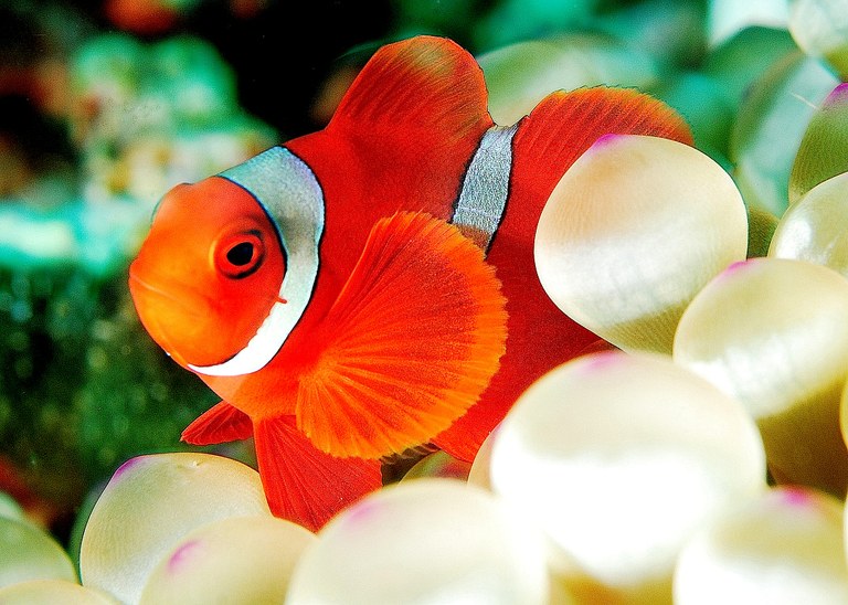 The right amount of Astaxanthin to raise colorful fish