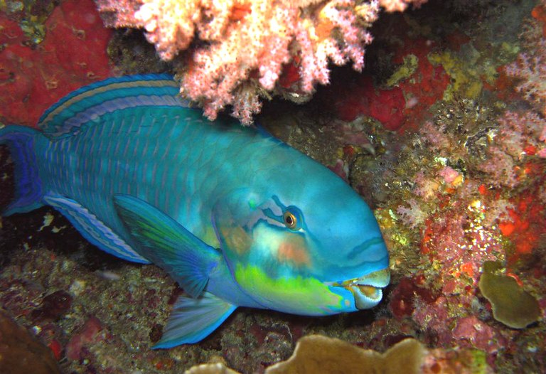 The roving lives of reef fish
