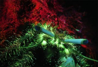 The Secret Fluorescent Beauty of Reef Life
