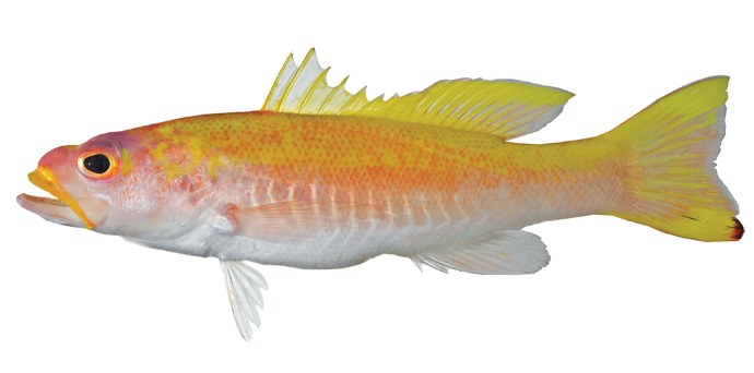 The spot-tail golden bass: A new fish species from deep reefs of the southern Caribbean