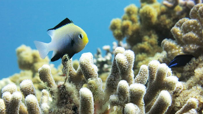 The beautiful, complicated relationship between a fish and a coral