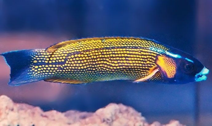 The Tahitian "Gold Flake Wrasse" is a real head-turner 