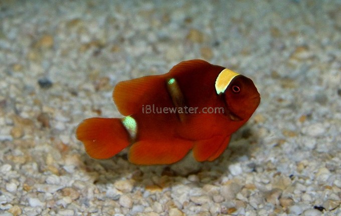 The Turquoise Tail Line Maroon Clownfish