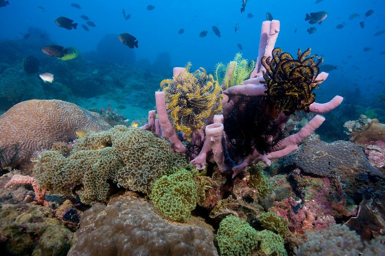 The unbelievable diversity of tropical reefs