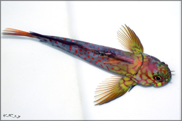 The world's sexiest blenny?