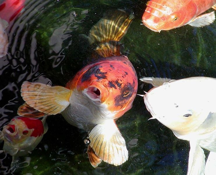 Theft of £25,000 worth of koi is a reminder ...