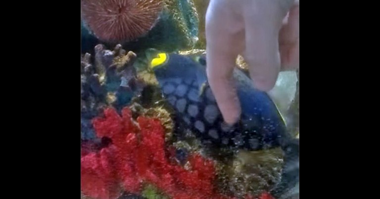 This clown triggerfish loves belly rubs