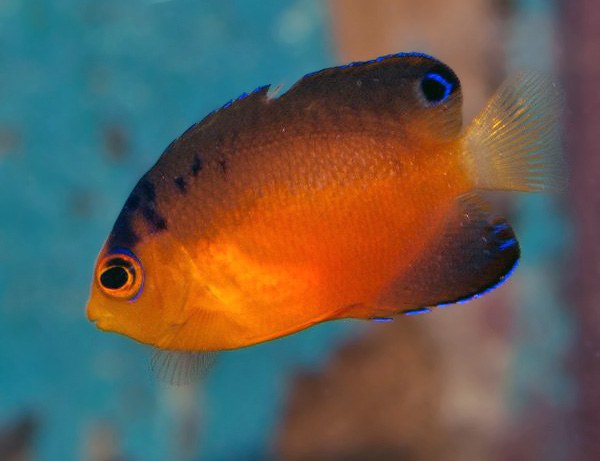 This is a Dwarf Angelfish