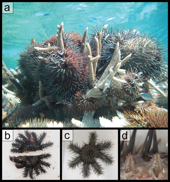 This is why the crown-of-thorns starfish are so nasty