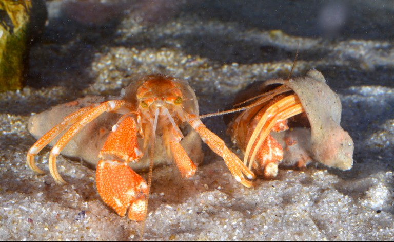 This new hermit crab is a lovely weirdo