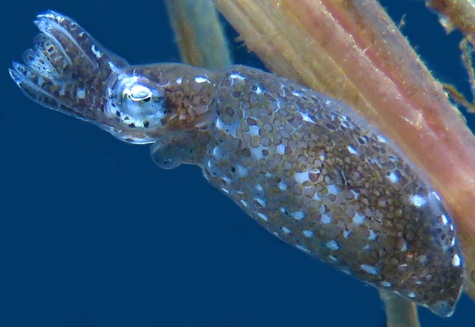 This new squid species is adorably tiny
