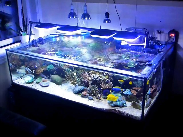 This shallow reef tank makes up in vibrant life what it lacks in height
