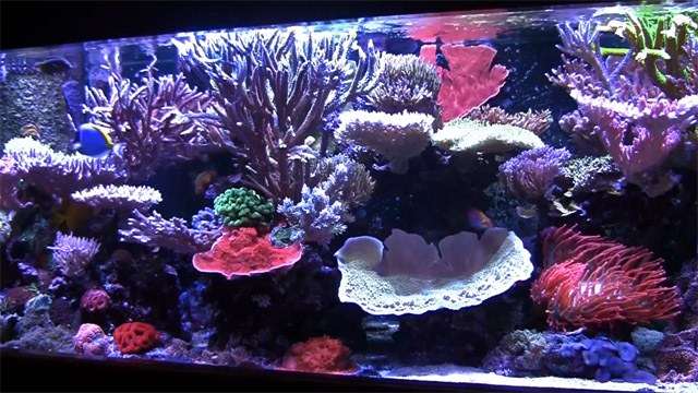 ThomasVisionReef visits Seth Miller's incredible 180 gallon reef aquarium