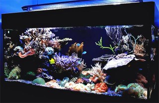Three more beautiful reef aquarium videos + bonus dive video