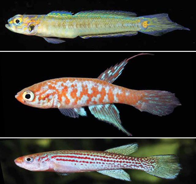 Three new beautiful tropical fish species described